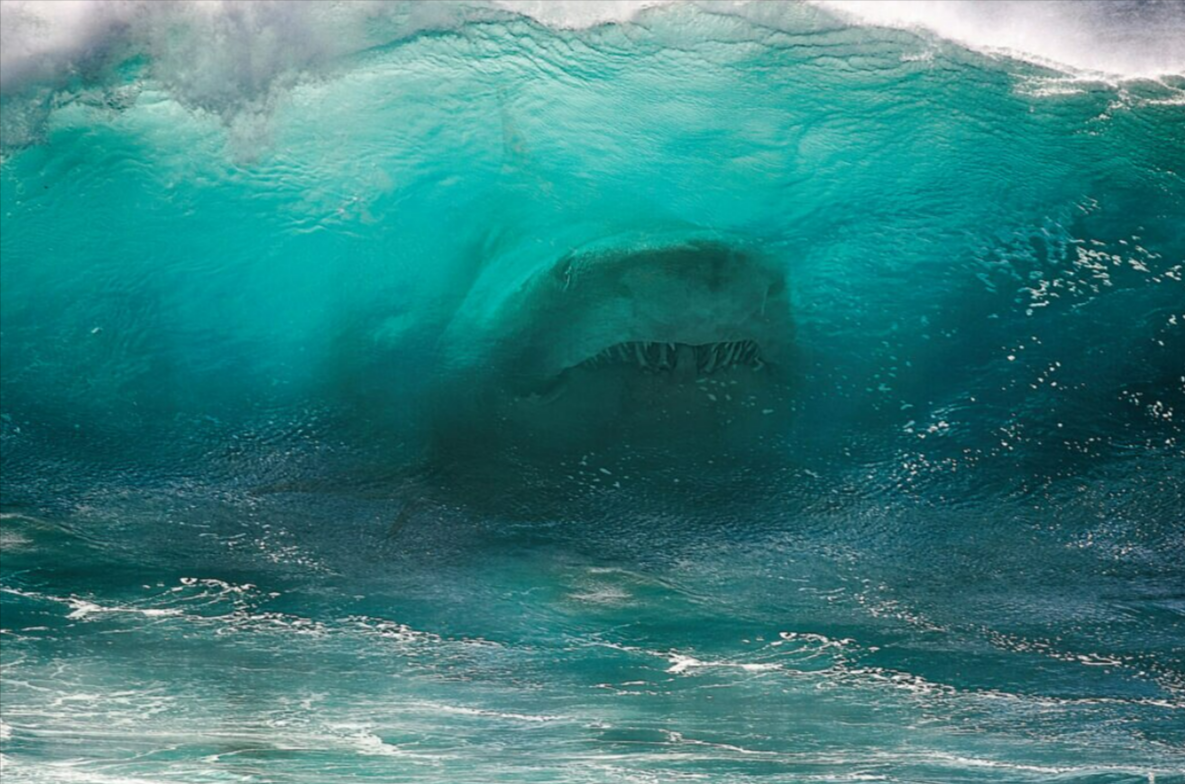 14-jähriger von Hai zerfetzt! Schreckliche Tragödie direkt am Strand!