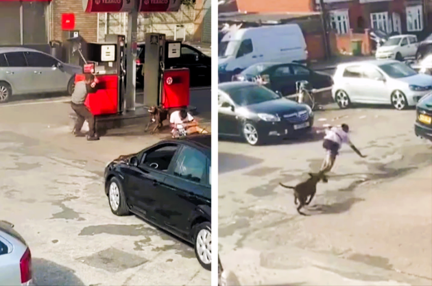 Bulldogge greift Mutter und Kind an! - Mehrere Personen verletzt - Video zeigt die Attacke